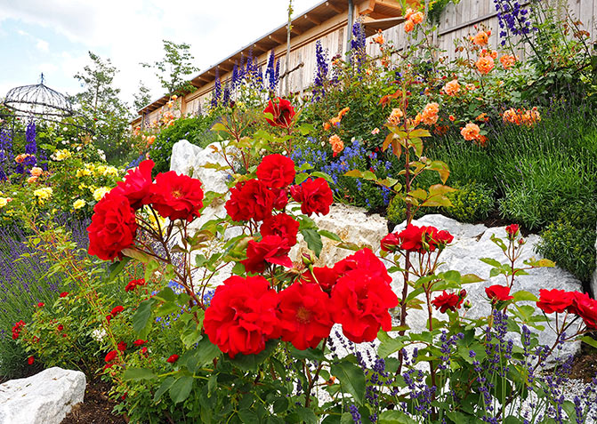 Im Vordergrund sind leuchtend rot blühende Rosen zu sehen. Im Hintergrund orangefarbene Rosen sowie andere bunt blühende Pflanzen.