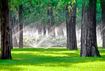 Mehrere Sprinkler auf einer Wiese zwischen großen Bäumen sprühen Wasser