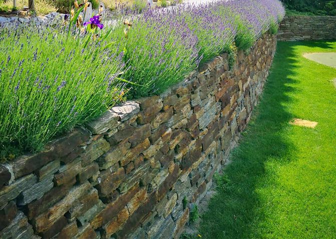 Eine Steinmauer trennt die tiefergelegte Wiese von der Straße. Straße und Steinmauer sind durch Lavendelsträucher getrennt.